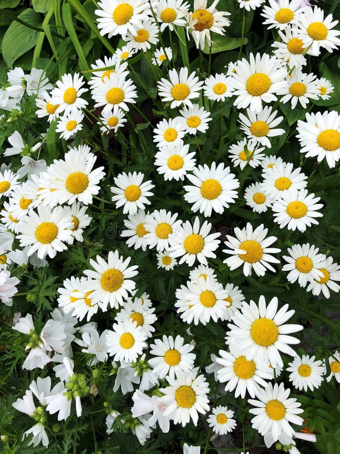 Canteiro De Flores Com As Margaridas Brancas Bonitas No Verão Foto de Stock  - Imagem de grama, amarelo: 121337990