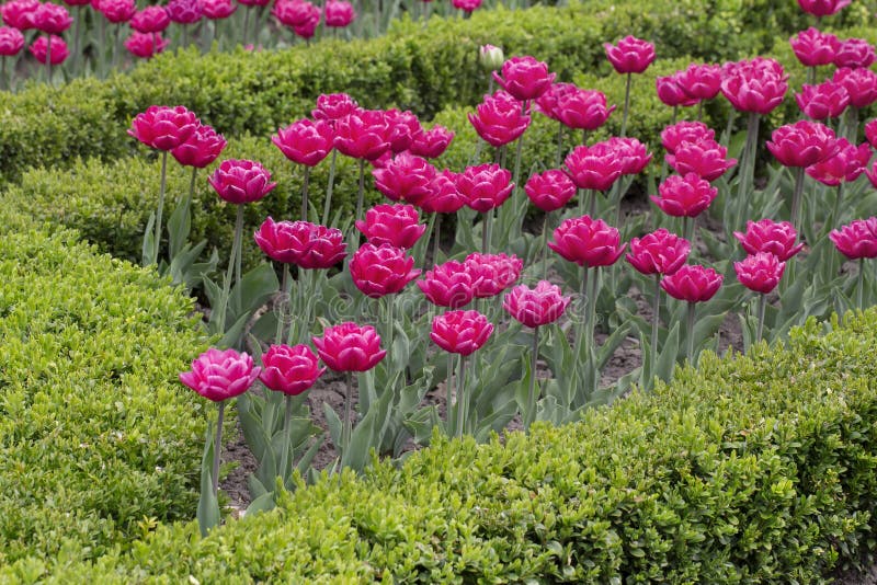 Download Canteiro De Flores Vermelho Das Tulipas Foto de Stock - Imagem de bonito, interessar: 65576978