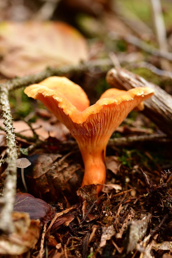 cantharel mushroom wild German Forest Odenwald. High quality photo. cantharel mushroom wild German Forest Odenwald. High quality photo