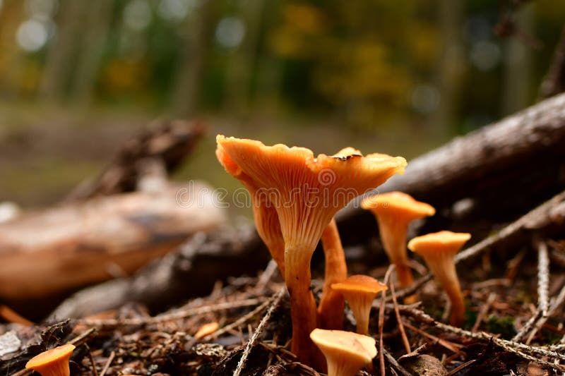 cantharel mushroom wild German Forest Odenwald. High quality photo. cantharel mushroom wild German Forest Odenwald. High quality photo