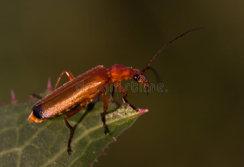 Cantharis