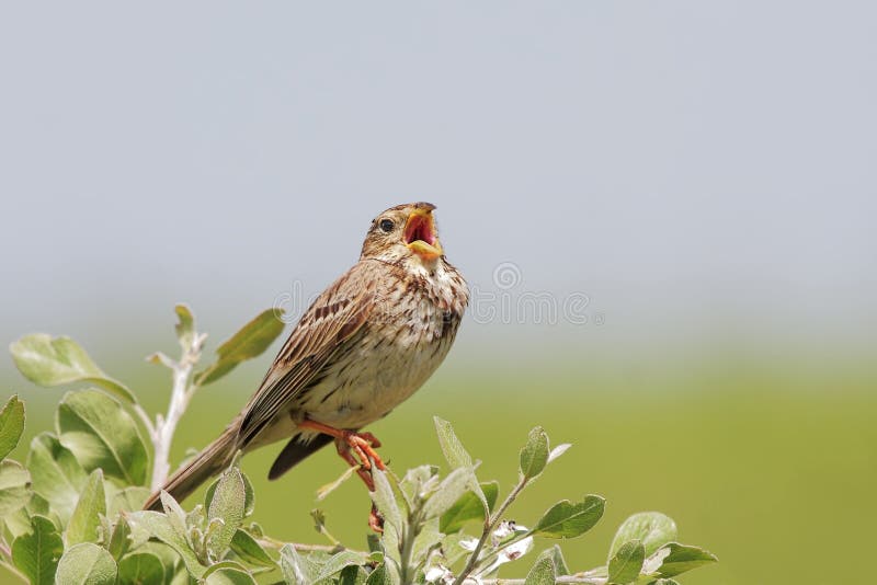 Canto Emberiza/dello strillozzo calandra/. fotografia stock Canto Emberiza/dello strillozzo calandra/. fotografia stock
