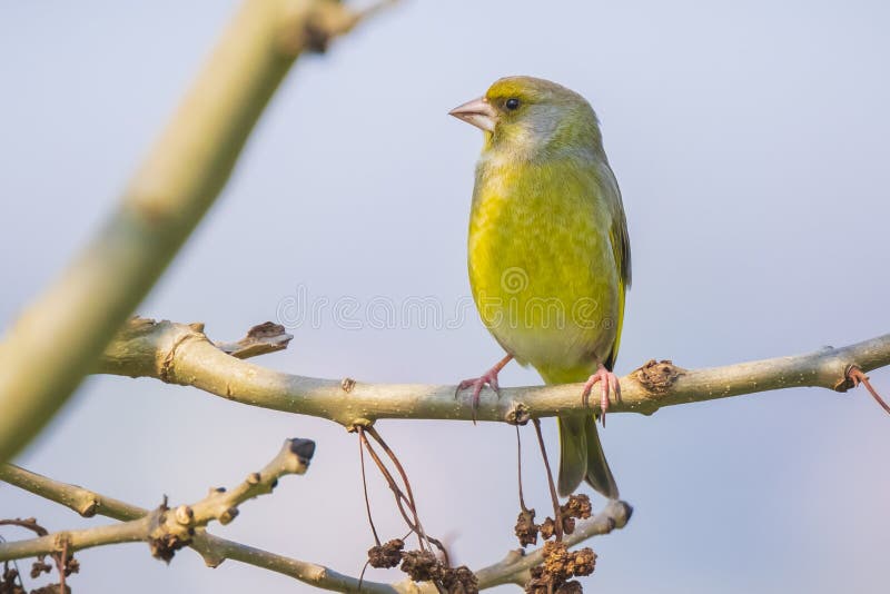 Canto maschio dell'uccello dei clori dei clori di Greenfinch fotografia stock libera da diritti Canto maschio dell'uccello dei clori dei clori di Greenfinch fotografia stock libera da diritti