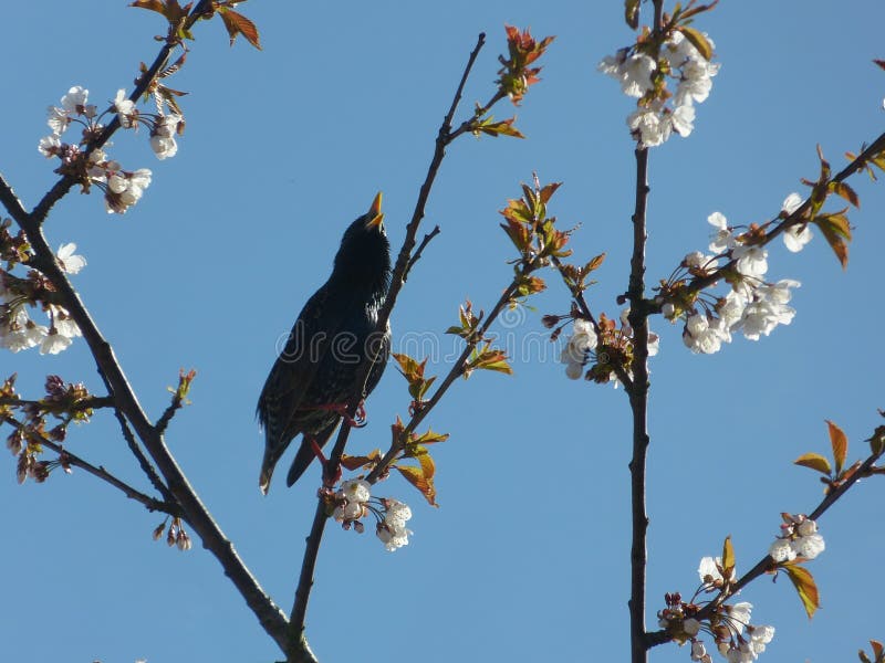 Canto Starling imágenes de archivo libres de regalías