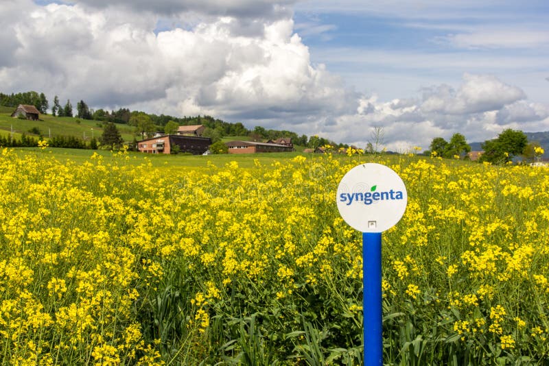 Blooming rape fields with Syngeta sign.