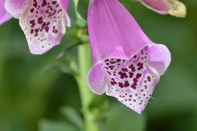 Cantorbéry Bells rose photographie stock Cantorbéry Bells rose photographie stock