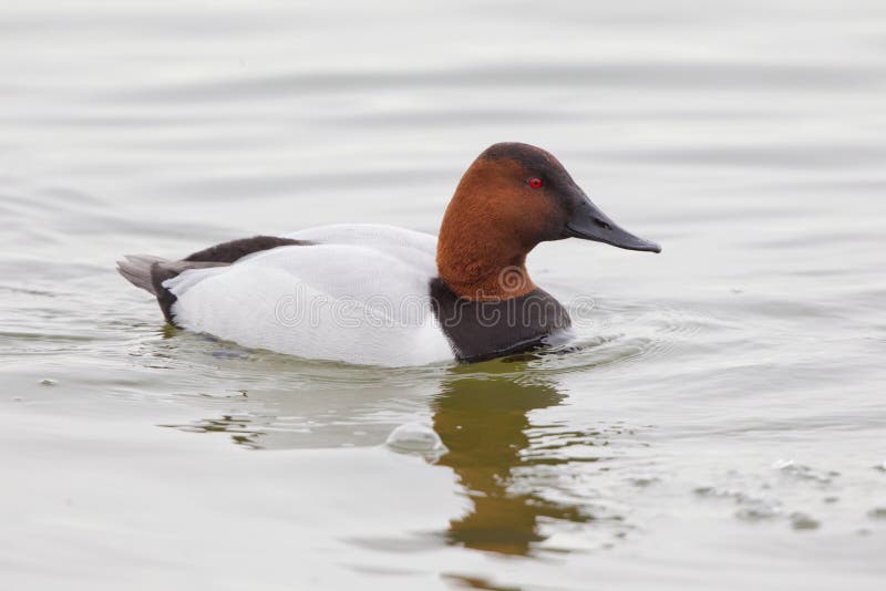 Canvasback drake duck in water