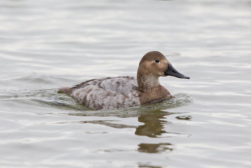 Canvasback female duck in water