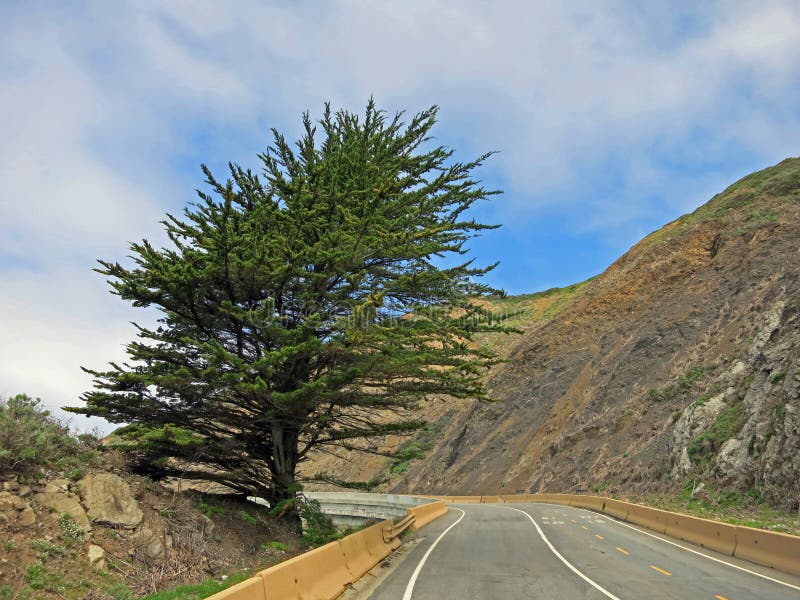 Canyon Road with Tree