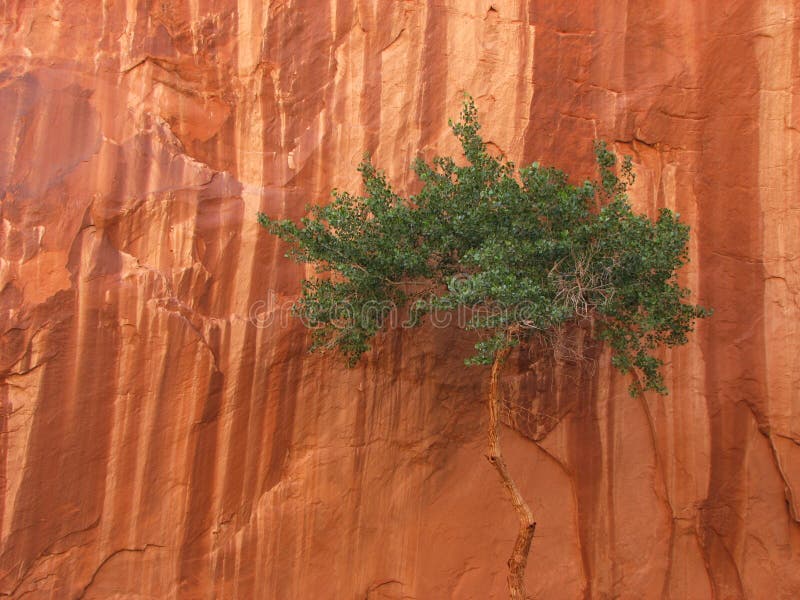 Canyon tree