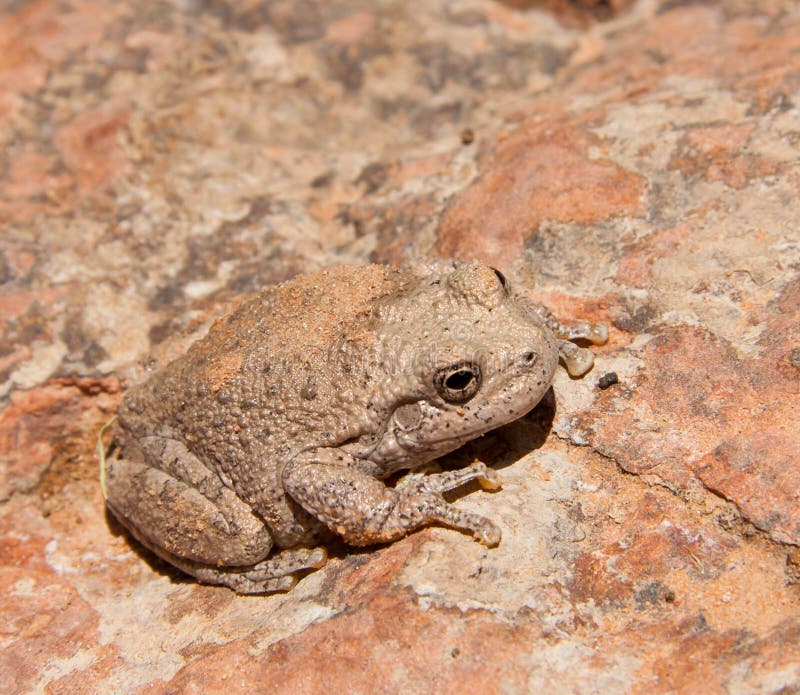 Canyon Tree Frog