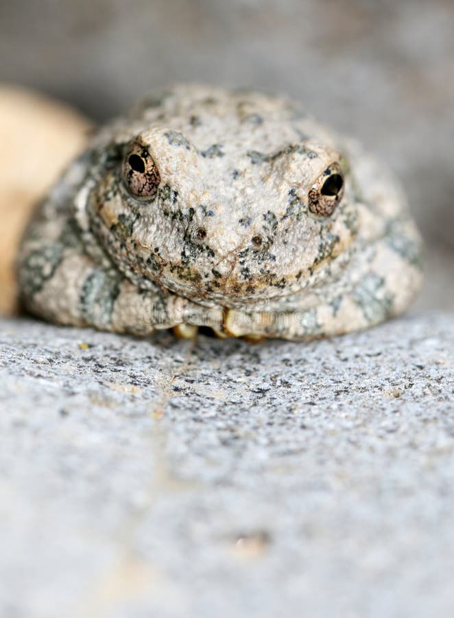 Canyon Tree Frog