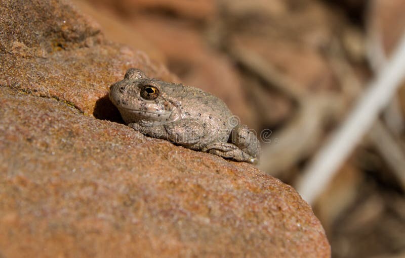 Canyon Tree frog