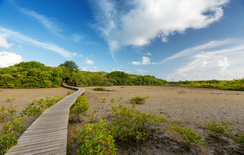 Cap Chevalier Beach in Martinique - The way towards a beautiful wild beach for travelers in search of a tranquil royalty free stock photography Cap Chevalier Beach in Martinique - The way towards a beautiful wild beach for travelers in search of a tranquil royalty free stock photography