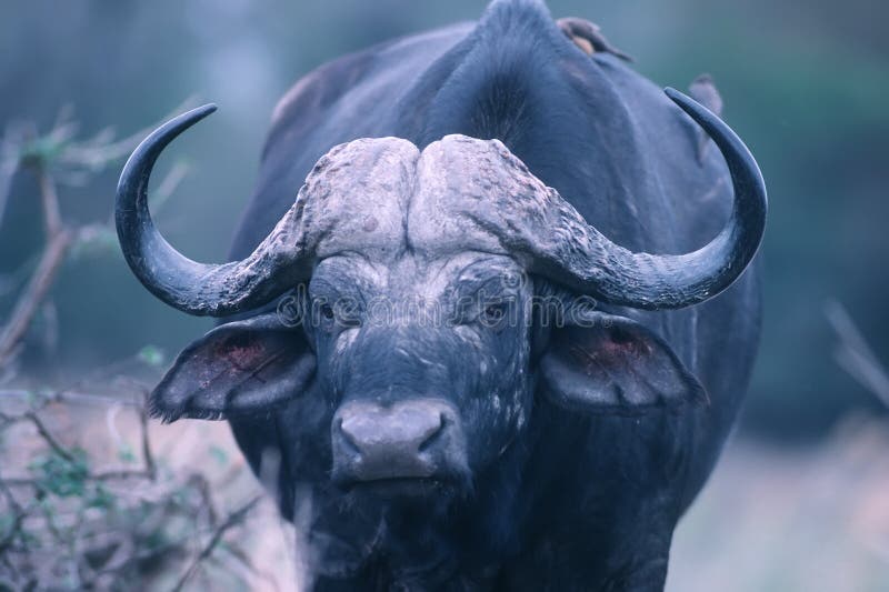 Tight shot of Cape buffalo. Photographed in Botswana. Tight shot of Cape buffalo. Photographed in Botswana