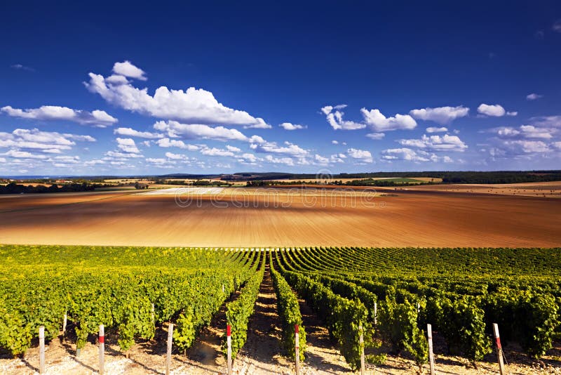 Viñedos en capas foto de archivo