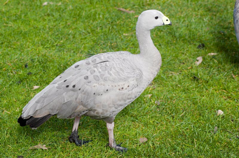 Cape Barren Goose