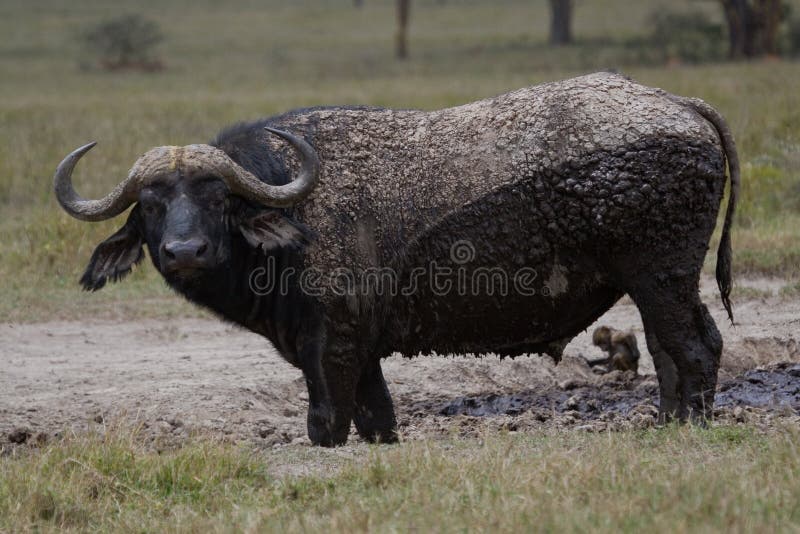 Cape Buffalo