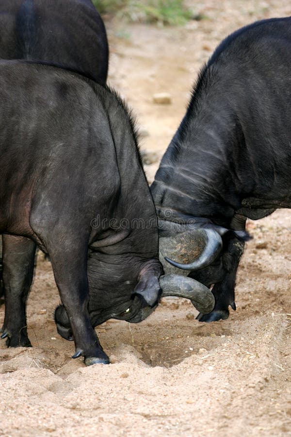 Cape Buffalo