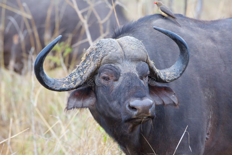psykologisk bølge videnskabelig Cape Buffalo Bulls stock photo. Image of bulls, view - 108770820