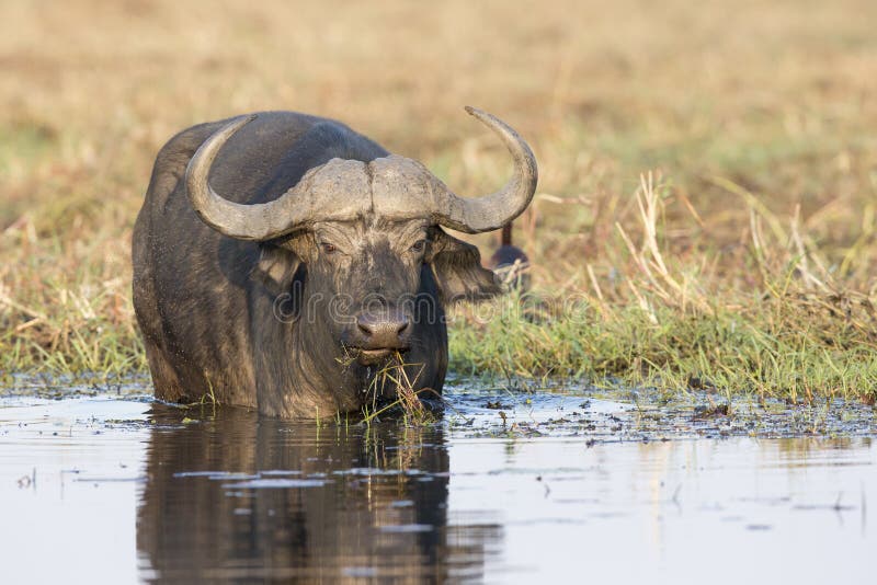 A cape buffalo feeding in Choebe river