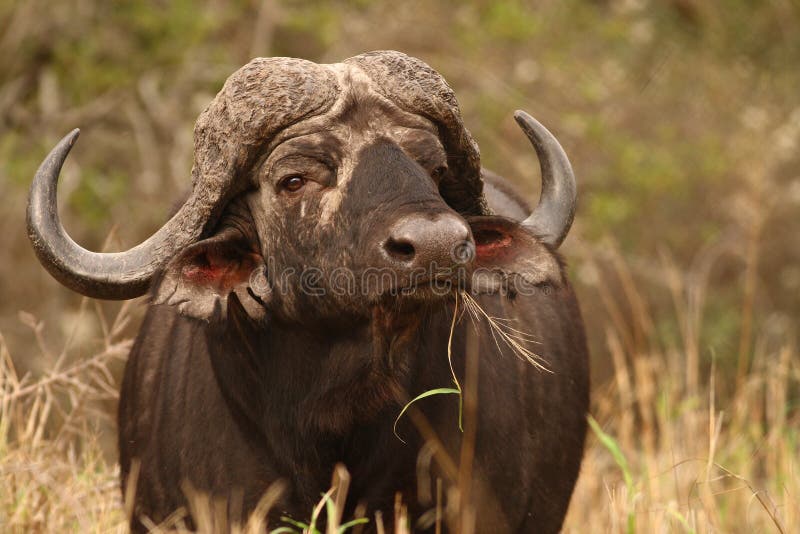 Cape Buffalo (Syncerus caffer)