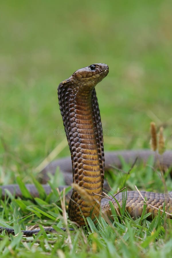 Cape Cobra Snake stock image. Image of nature, ecology - 7405519