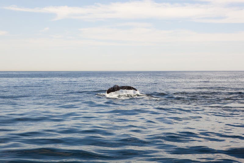 Cape cod: whale diving in the sea