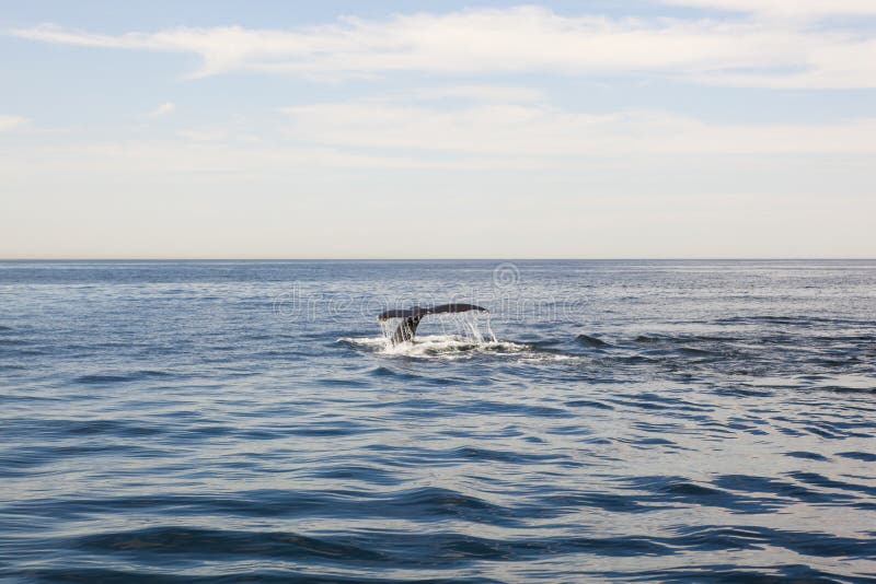 Cape cod: whale diving in the sea