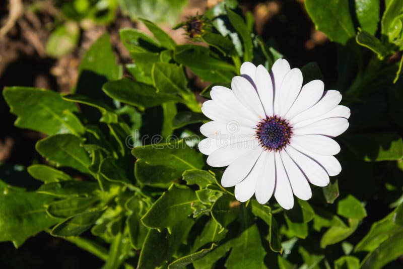 Cape daisy royalty free stock image