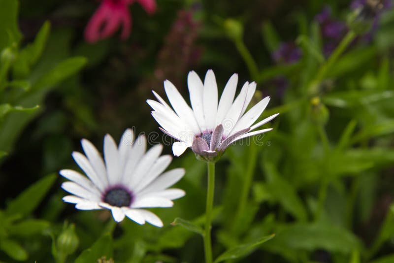 The Cape Daisy royalty free stock photography