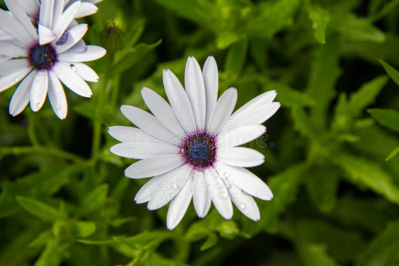 The Cape Daisy royalty free stock images