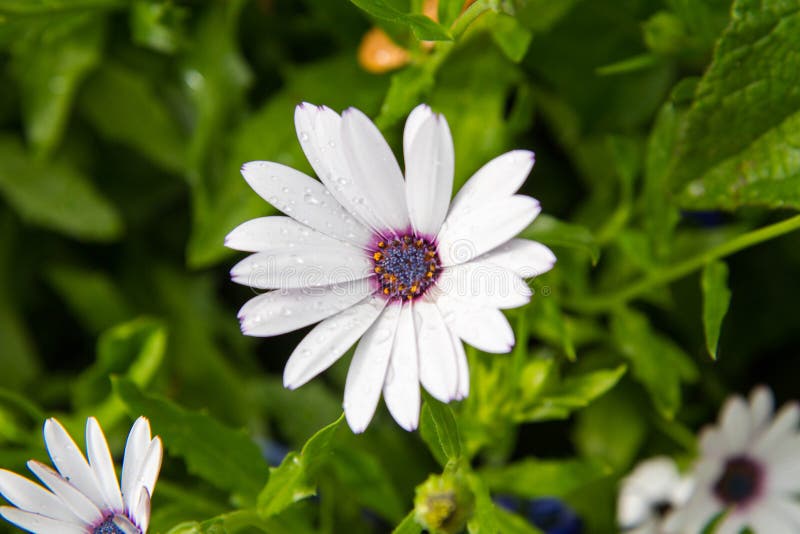 Cape daisy stock image