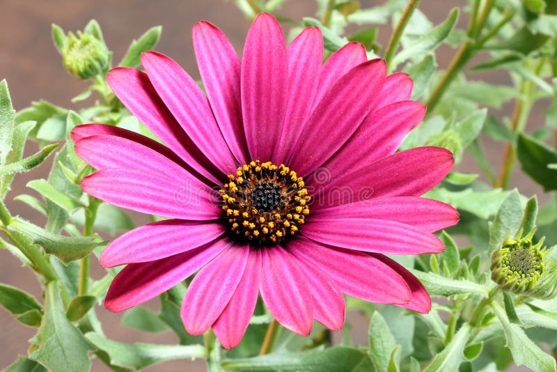 Cape Daisy close up royalty free stock photography