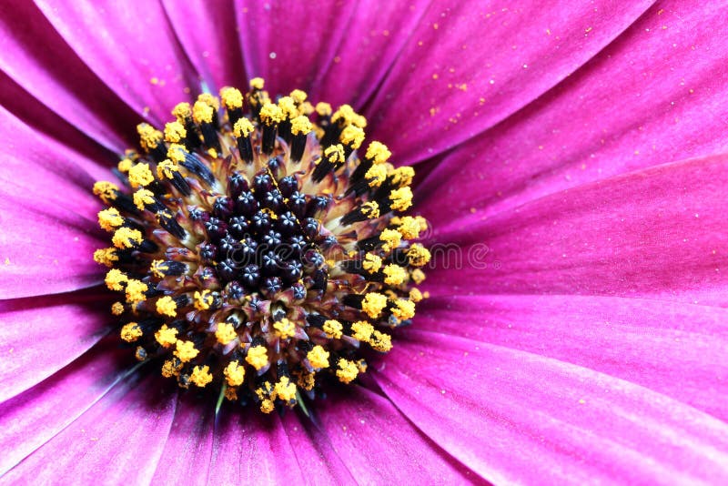 Cape Daisy close up stock images