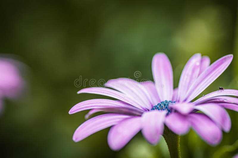 The Cape daisy royalty free stock photo