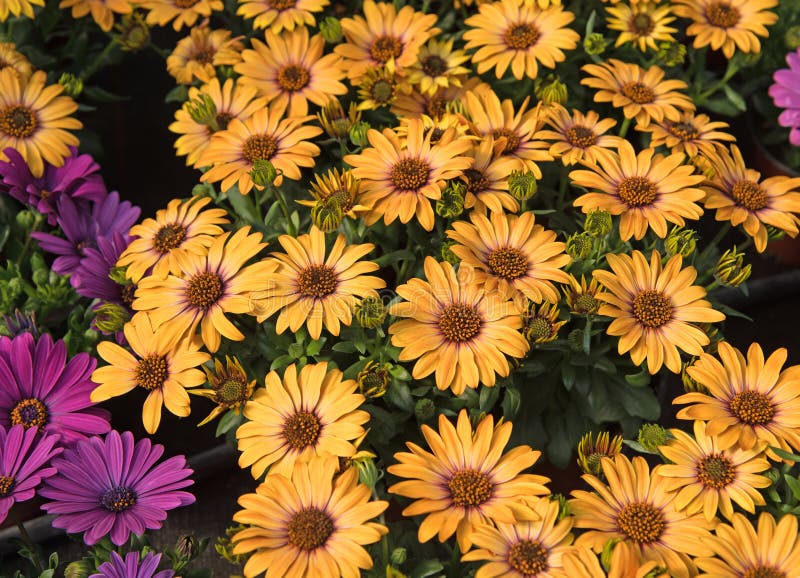 Cape daisy, Osteospermum, in a close-up royalty free stock image