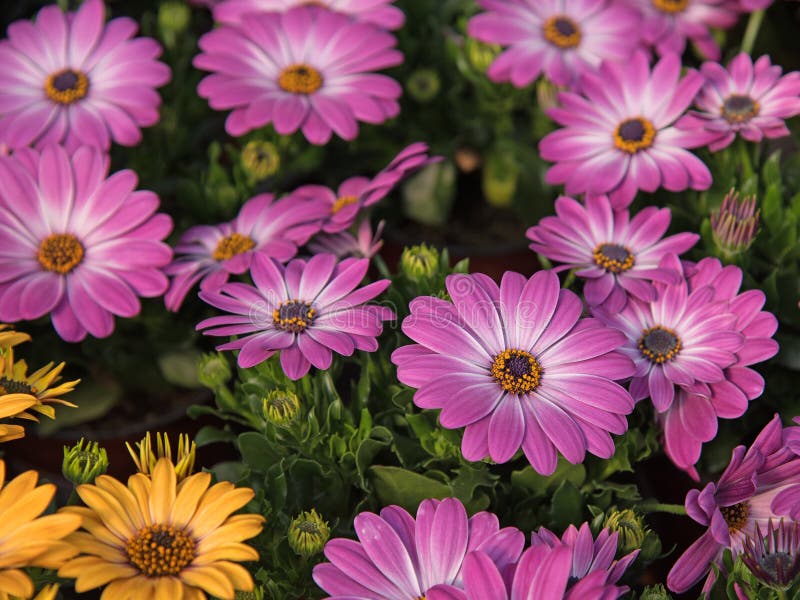 Cape daisy, Osteospermum, in a close-up stock image