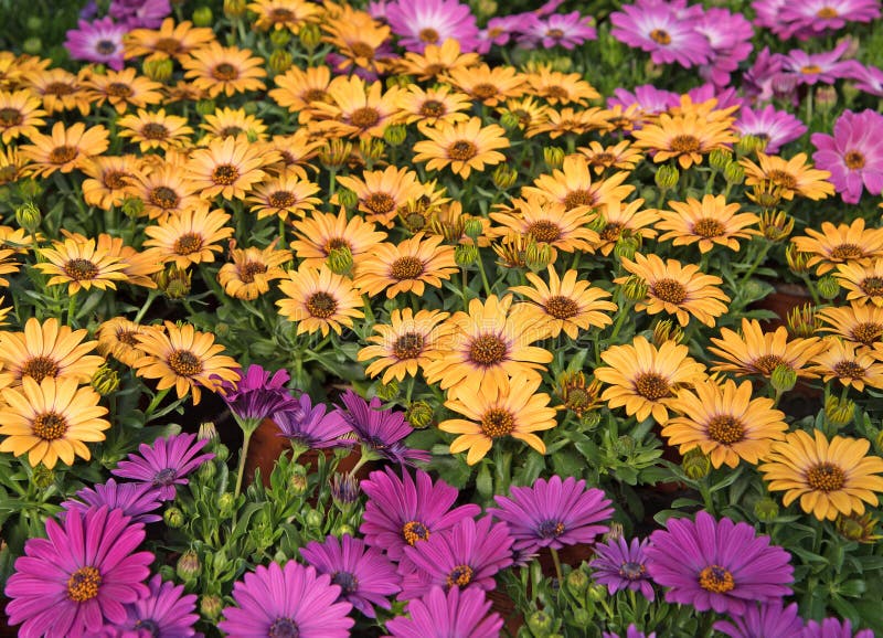 Cape daisy, Osteospermum, in a close-up stock images