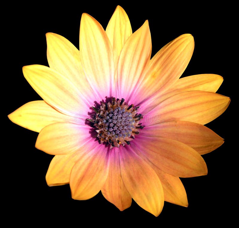 Cape Daisy Zanzibar Copper stock images