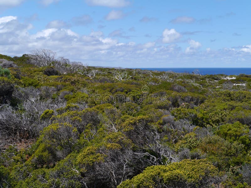 Cape du Couedic op Kangoeroeeiland stock afbeelding Cape du Couedic op Kangoeroeeiland stock afbeelding