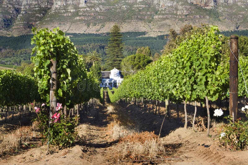 Cape Dutch homestead on a wine farm