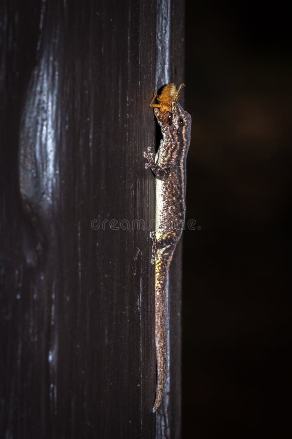 Cape Dwarf Gecko Eating a Flying Ant Stock Image Image of kruger