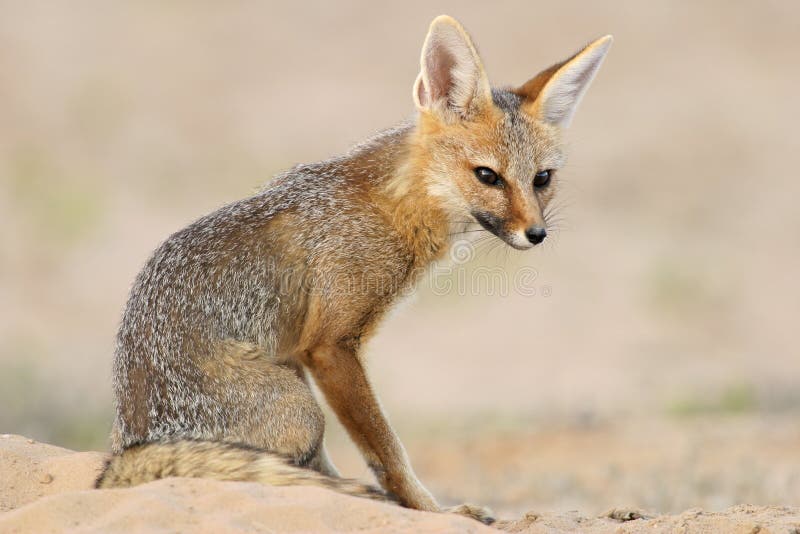 Cape fox stock image Cape fox stock image