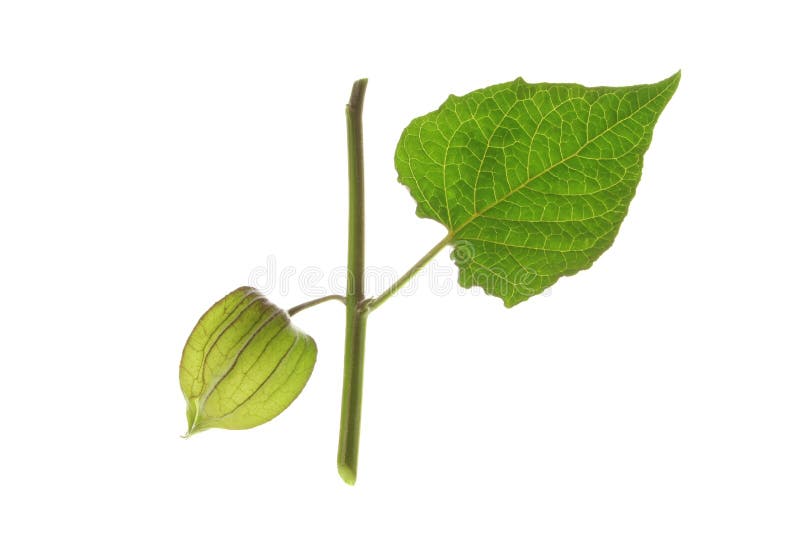 Cape Gooseberry (Physalis peruviana)