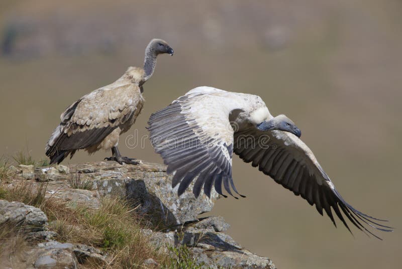 The Cape Griffon or Cape Vulture