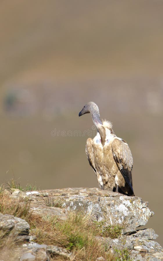 The Cape Griffon or Cape Vulture Stock Photo - Image of africa ...