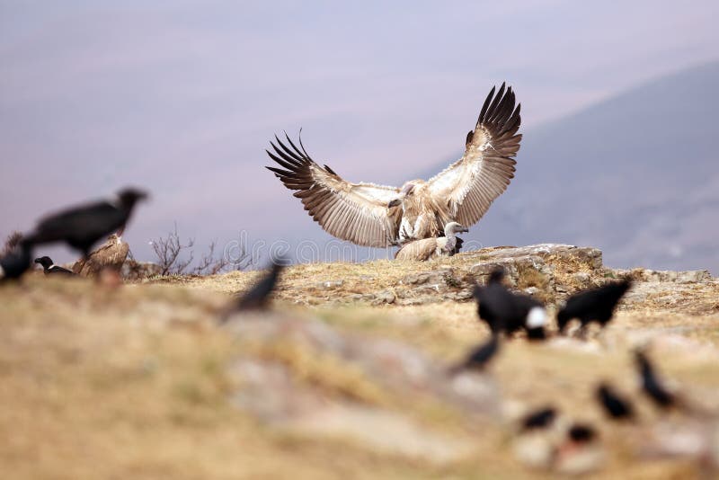 Giant Gyps stock image. Image of giant, griffon, fulvus - 21988847