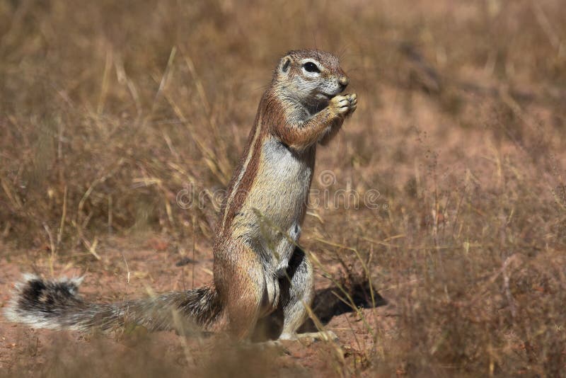 Ground Squirrel Eating Grass Seeds Stock Photos Free & RoyaltyFree