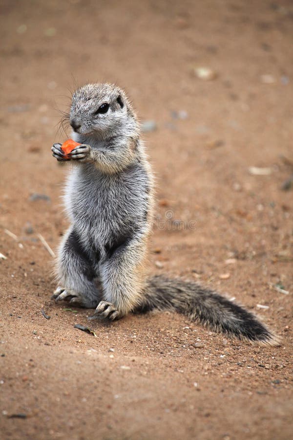 Cape ground squirrel (Xerus inauris).